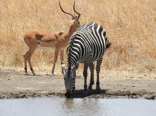 3 Day - Tarangire, Ngorongoro Crater Lake Manyara- Mid - Range - The practical pace, pickup, and group size
