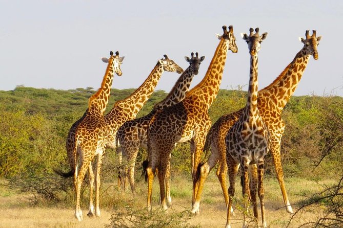 3 Day - Tarangire, Ngorongoro Crater Lake Manyara- Mid - Range - Who should book this safari