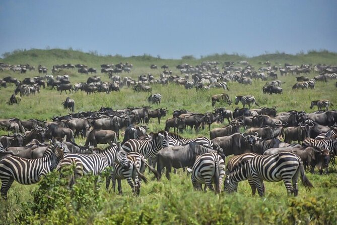 3-Day Tarangire, Ngorongoro Crater, Manyara Park - The private format and guide relationship