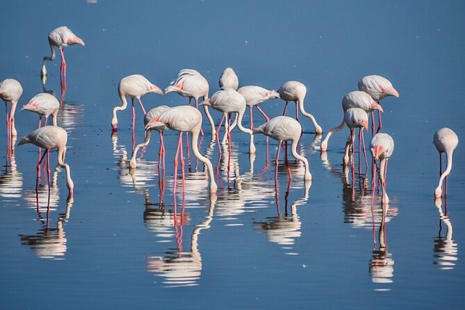 3-Day Tarangire, Ngorongoro Crater, Manyara Park - Who should book this safari