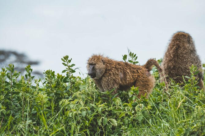 3-Day Tarangire, Ngorongoro & Manyara Best Tour & Safari - Why this three-day route works