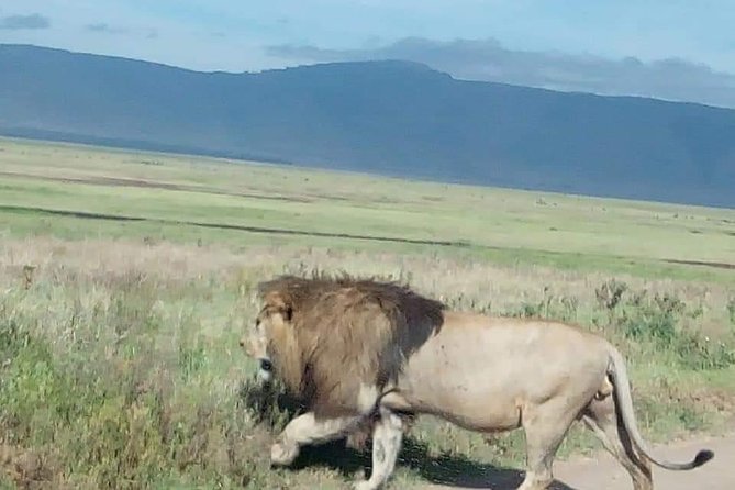 3-Day Tarangire NP, Manyara NP & Ngorongoro Crater - Lake Manyara’s forest, water, and birdlife