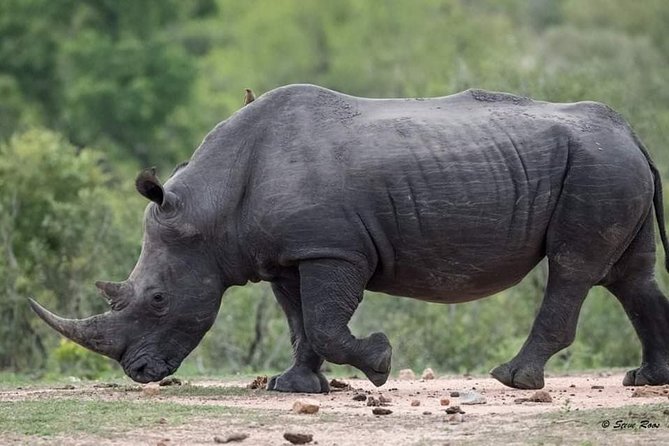3-Day Tarangire NP, Manyara NP & Ngorongoro Crater - Food, camping, and comfort questions to ask