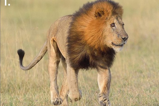 3-Day Tarangire NP, Manyara NP & Ngorongoro Crater - How this safari compares with a longer trip