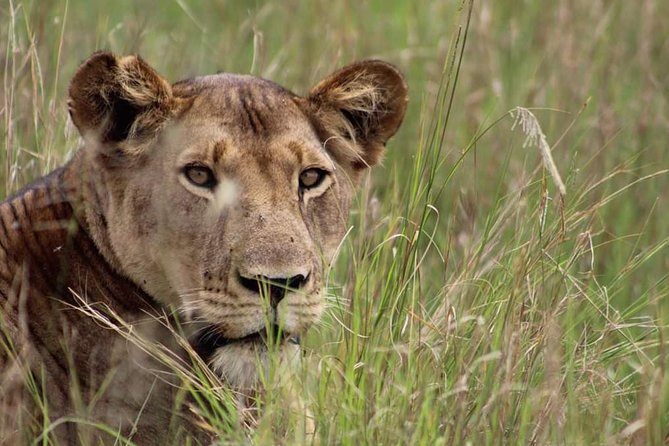 3-Day Tarangire NP, Manyara NP & Ngorongoro Crater - Ngorongoro Crater and the best Big Five opportunity