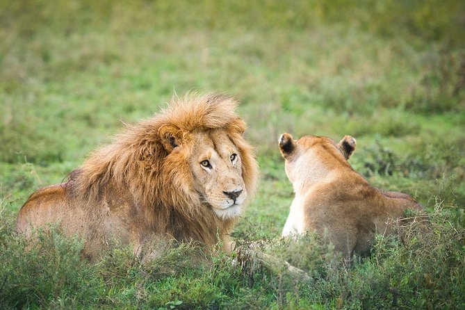 3-Day Taste of Tanzania Safari (Tarangire National park and Ngorongoro Crater) - The guide is part of the value