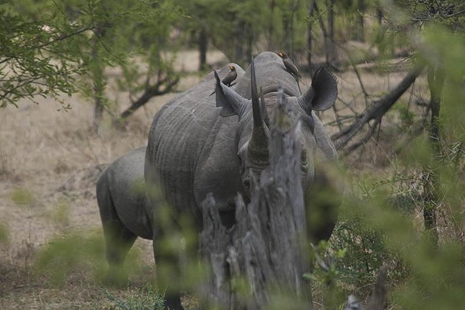 3-Day Taste of Tanzania Safari (Tarangire National park and Ngorongoro Crater) - Who should book this safari?