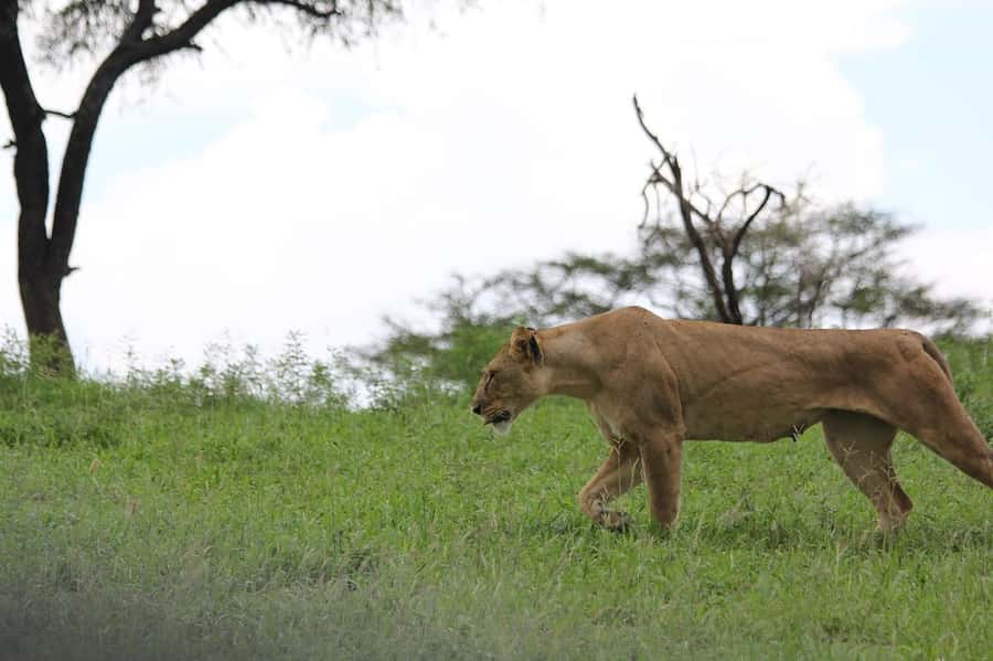 3-day unforgettable memories from Dar-es-Salaam to Mikumi NP - Key points to know before booking