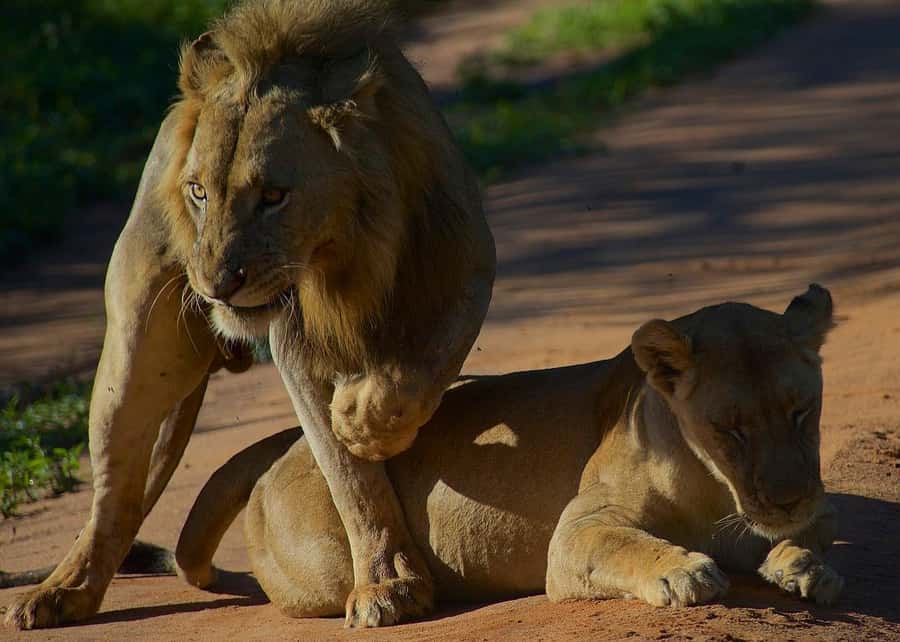 3-day unforgettable memories from Dar-es-Salaam to Mikumi NP - Day two: a full game drive in an open safari jeep