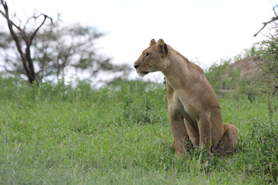 3-day unforgettable memories from Dar-es-Salaam to Mikumi NP - Day one: Dar es Salaam to Morogoro and Mikumi
