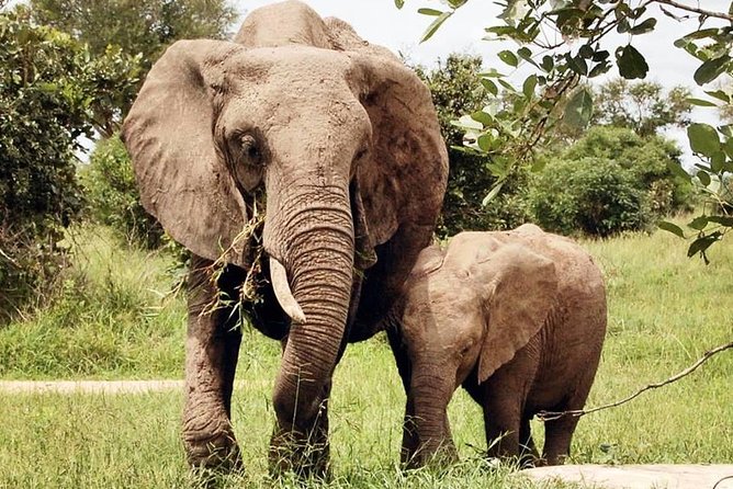 3 Days 2 Nights Adventures At Mikumi National Park - The private setup and who should choose it