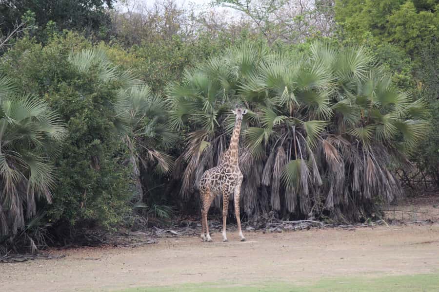 3 Days 2 Nights Amazing Masai Tour & Mikumi National Park - Who will get the most from this trip