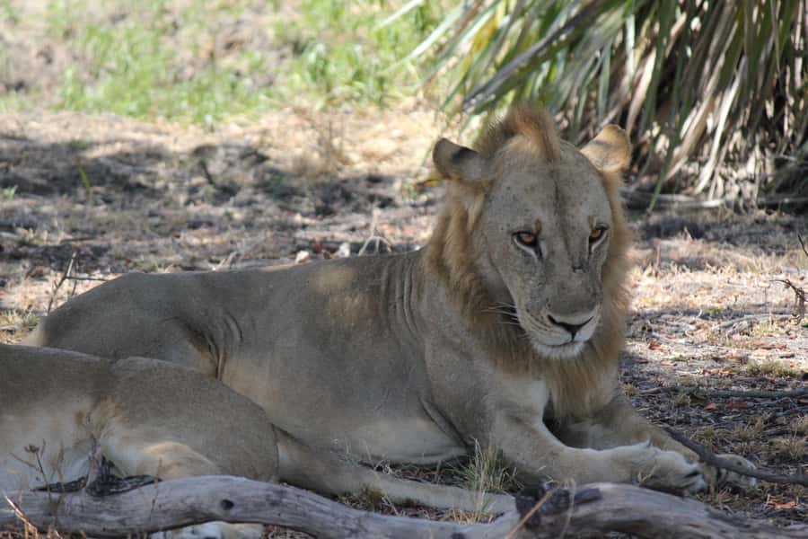 3 Days 2 Nights Amazing Masai Tour & Mikumi National Park - My call on the Maasai and Mikumi combination