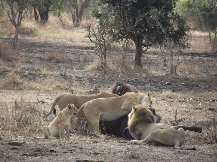 3 Days 2 Nights Amazing Masai Tour & Mikumi National Park - A full day inside Mikumi National Park