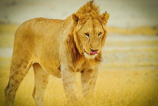 3 Days 2 Nights Group Joining Serengeti and Ngorogoro Safari - What $900 per person really covers