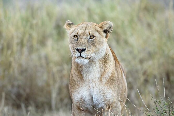 3 Days 2 Nights Group Joining Serengeti and Ngorogoro Safari - Ngorongoro Crater, the final wildlife day
