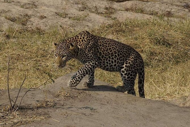 3 Days 2 Nights Mikumi National Park from Dar es salaam road trip - Who should book this Mikumi safari