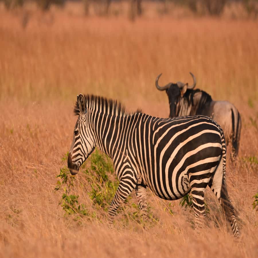 3 Days / 2 Nights Mikumi Safari by SGR Train from Zanzibar - Key points at a glance