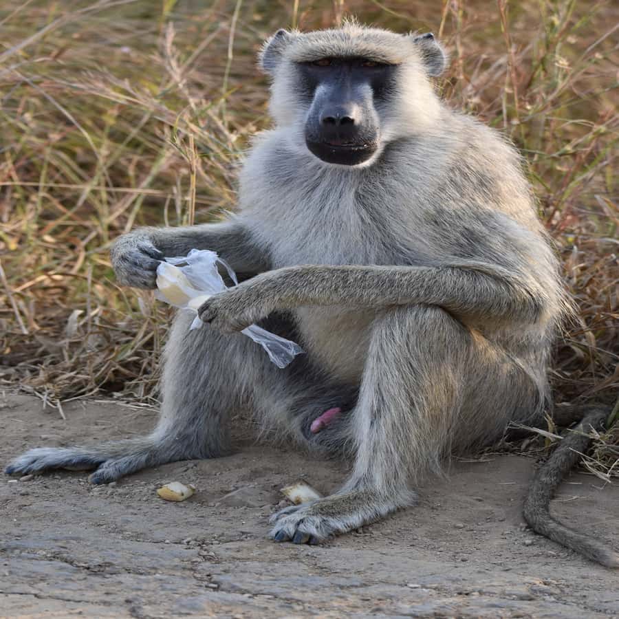 3 Days / 2 Nights Mikumi Safari by SGR Train from Zanzibar - What wildlife viewing may be like