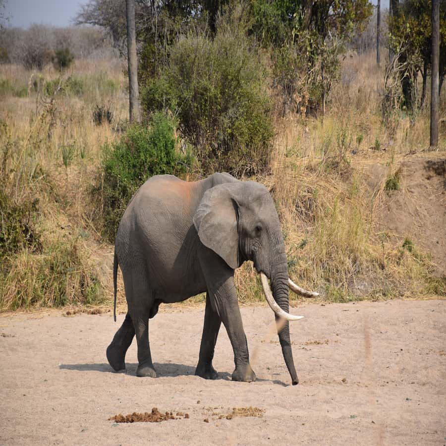 3 Days / 2 Nights Mikumi Safari by SGR Train from Zanzibar - Guide service and accommodation details