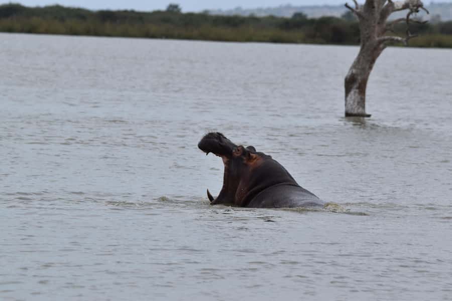 3 Days / 2 Nights Mikumi Safari by SGR Train from Zanzibar - Should you book the Mikumi SGR safari?