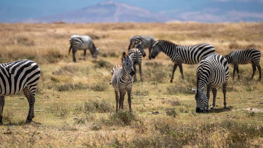 3 DAYS, 2 NIGHTS SAFARI FROM ZANZIBAR TO MIKUMI BY FERRY. - A Maasai village visit at 4:30 PM