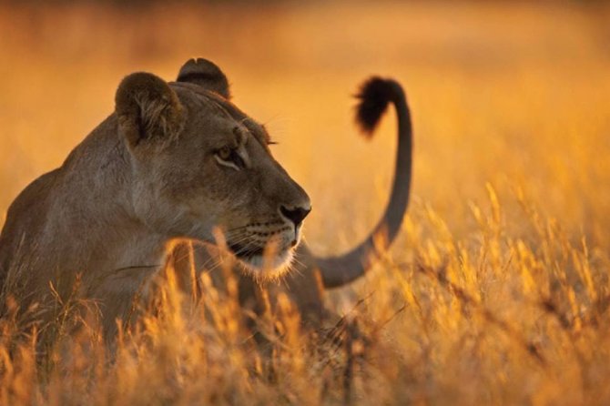 3 Days 2 Nights Serengeti, Ngorongoro & Tarangire Wildlife Lodge Safari - Lodge comfort and overnight expectations