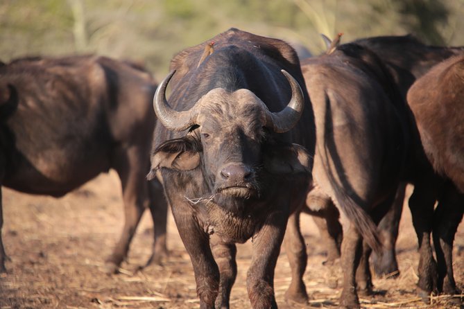 3-Days 2-nights Tanzania Private Budget Camping Safari - Why a private Serengeti safari changes the experience