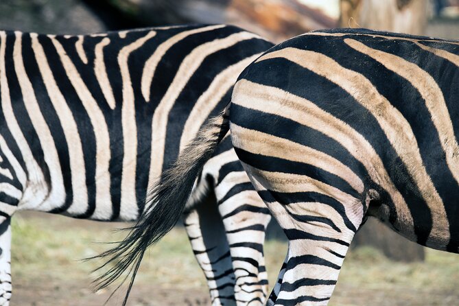 3-Days 2-nights Tanzania Private Budget Camping Safari - Arriving in Serengeti for the first game drive