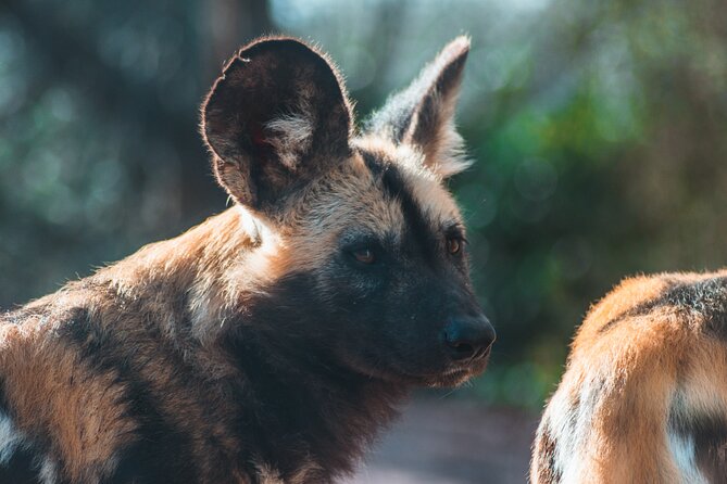 3-Days 2-nights Tanzania Private Budget Camping Safari - What the $1,626 price means