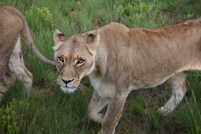 3-Days 2-nights Tanzania Private Budget Camping Safari - Who will get the most from this trip