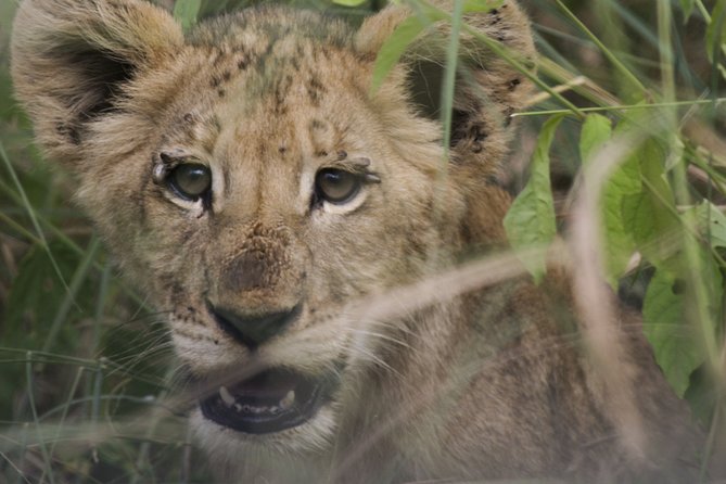 3-Days 2-nights Tanzania Private Budget Camping Safari - What the available feedback tells you