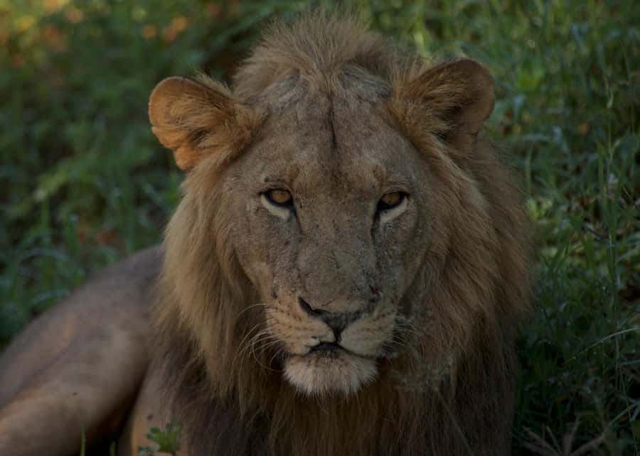 3-days adventure from Dar-es-Salaam to Mikumi National Park - Why Mikumi works for a three-day safari from Dar es Salaam