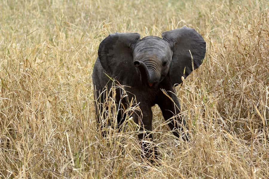 3-days adventure from Dar-es-Salaam to Mikumi National Park - Day one: Dar es Salaam to Mikumi through Morogoro
