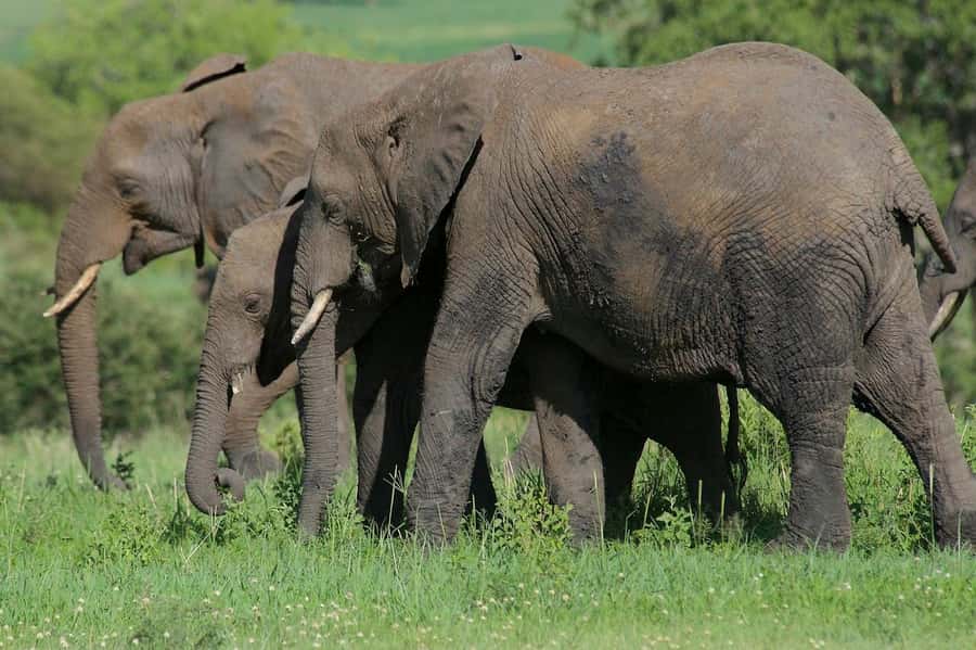 3-days adventure from Dar-es-Salaam to Mikumi National Park - Who should choose this Mikumi trip?