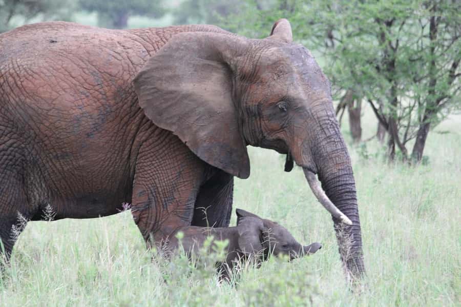 3-days adventure from Dar-es-Salaam to Mikumi National Park - Booking flexibility and small practical points