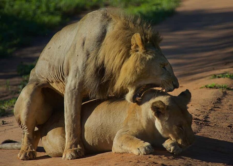 3-days adventure from Dar-es-Salaam to Mikumi National Park - Day two: a full Mikumi game drive from 7:00 a.m.