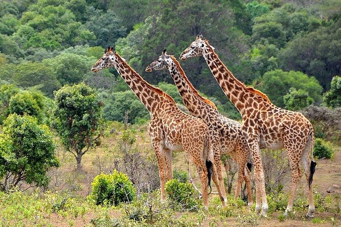 3 Days All Inclusive Zanzibar to Tarangire Ngorongoro - Flying from Zanzibar to Arusha