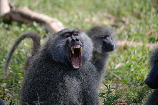 3 Days All Inclusive Zanzibar to Tarangire Ngorongoro - Lake Manyara’s forests, hot springs, and climbing lions