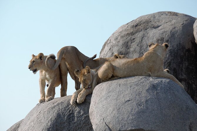 3 Days All Inclusive Zanzibar to Tarangire Ngorongoro - What the guide and vehicle mean for your day