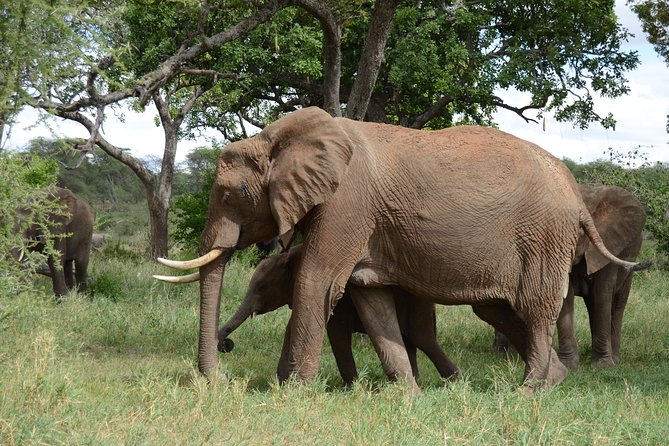 3 Days All Inclusive Zanzibar to Tarangire Ngorongoro - Who will get the most from this safari