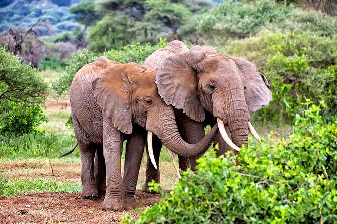 3 Days All Inclusive Zanzibar to Tarangire Ngorongoro - Tarangire, where elephants own the road