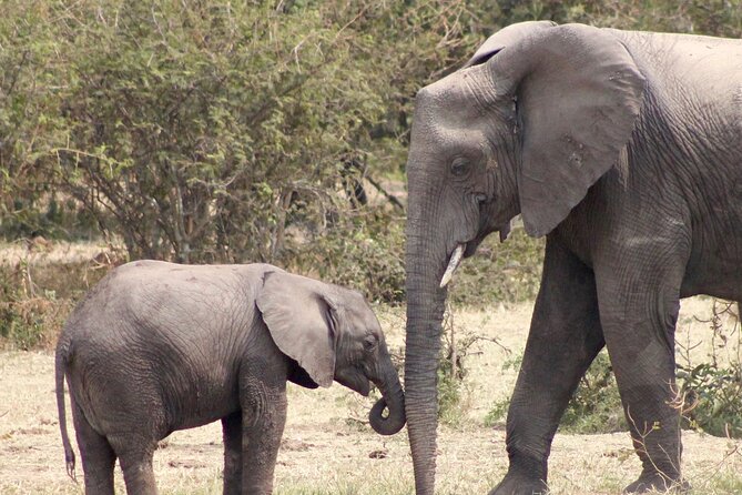 3 Days Amzing Safari in Tarangire and Nngorongoro - The three-day problem you should resolve first