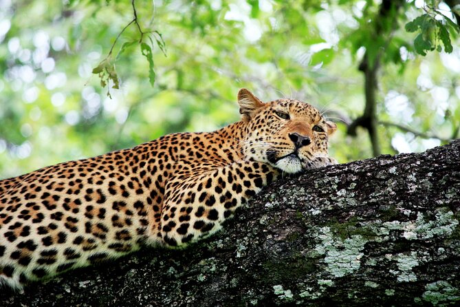 3 Days Amzing Safari in Tarangire and Nngorongoro - Booking details, cancellation, and practical questions