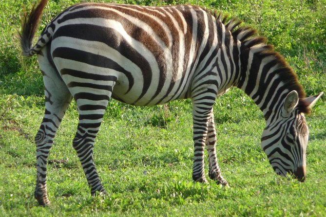 3 Days Amzing Safari in Tarangire and Nngorongoro - Should you book KLM Safaris?