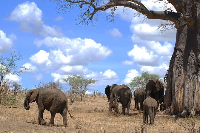 3 Days Amzing Safari in Tarangire and Nngorongoro - Guides, vehicles, and the value of a private safari
