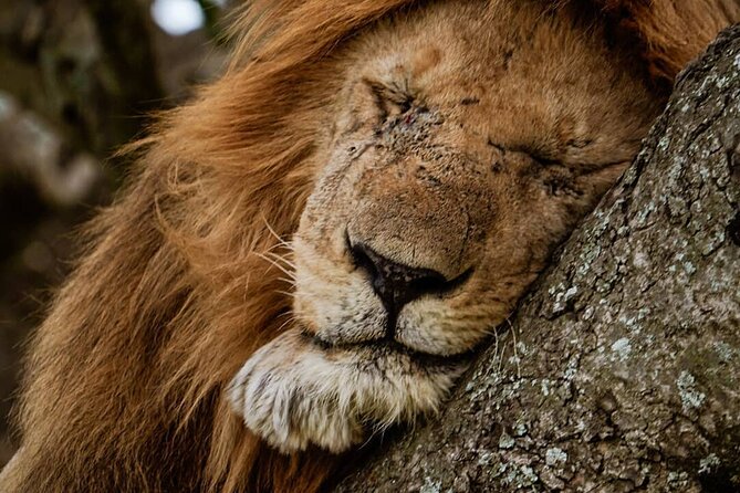 3 Days Big 5 Tour and Culture in Tanzania - Lake Eyasi: meeting the Hadzabe and Datoga