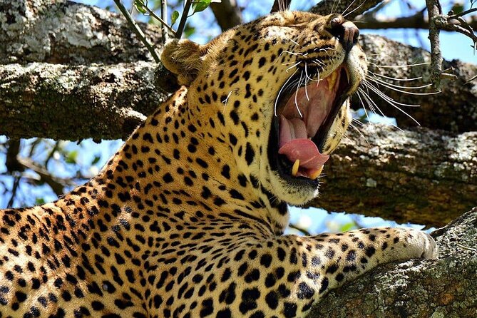3 Days Big 5 Tour and Culture in Tanzania - Practical details before you reserve