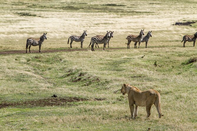 3 Days Big Five Unforgetable Lodging Tanzania Safari - What the private format really adds