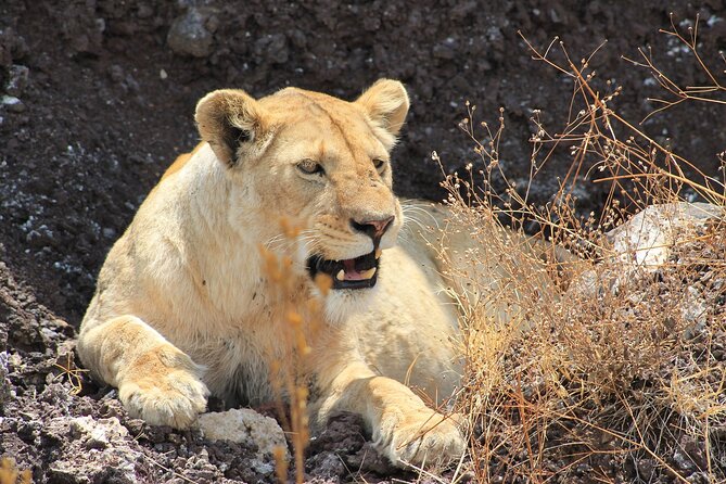 3 Days Big Five Unforgetable Lodging Tanzania Safari - Who will enjoy this three-day safari